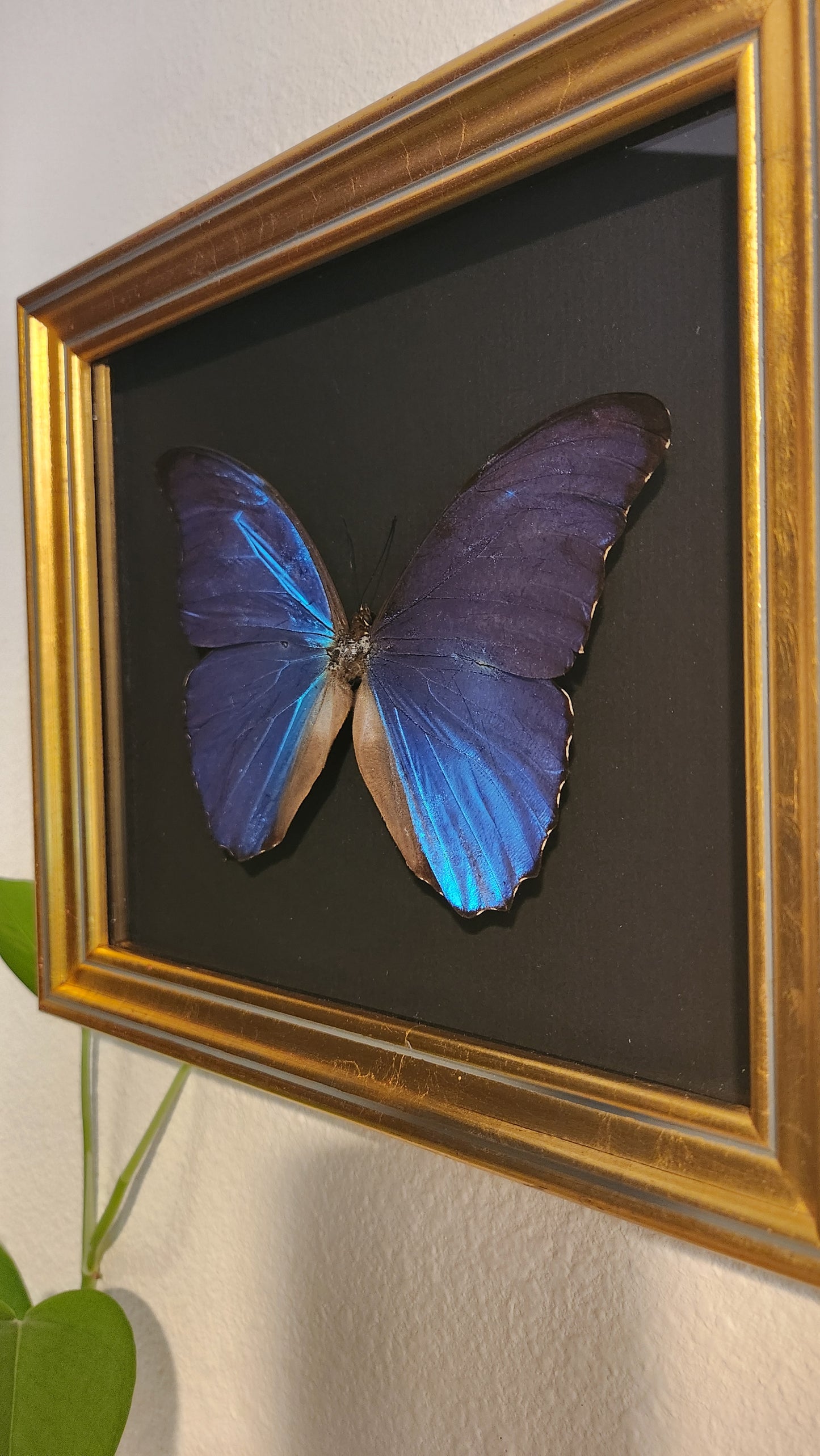 Blue Morpho Butterfly