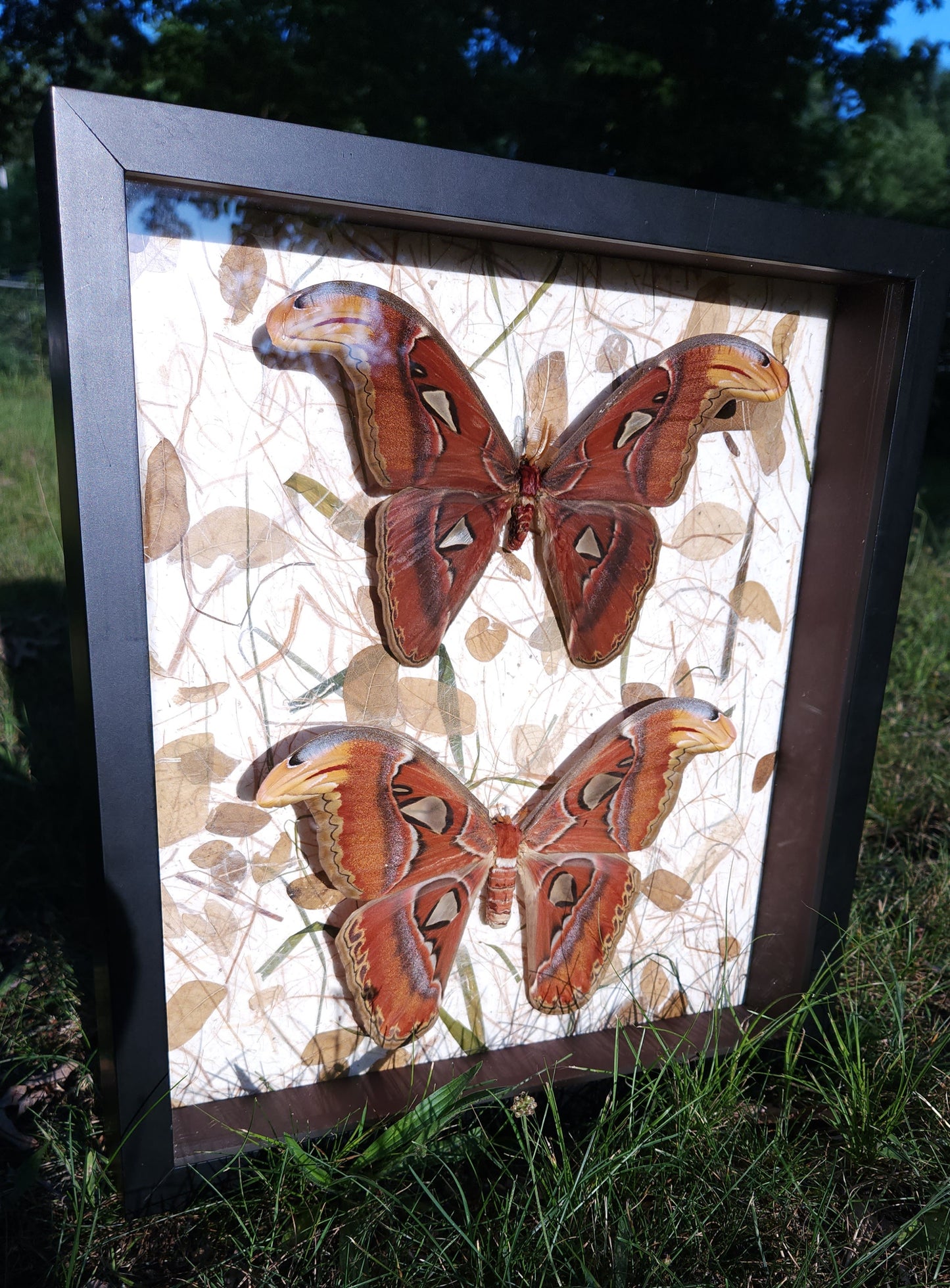 Atlas Moth Forest Background (free shipping)