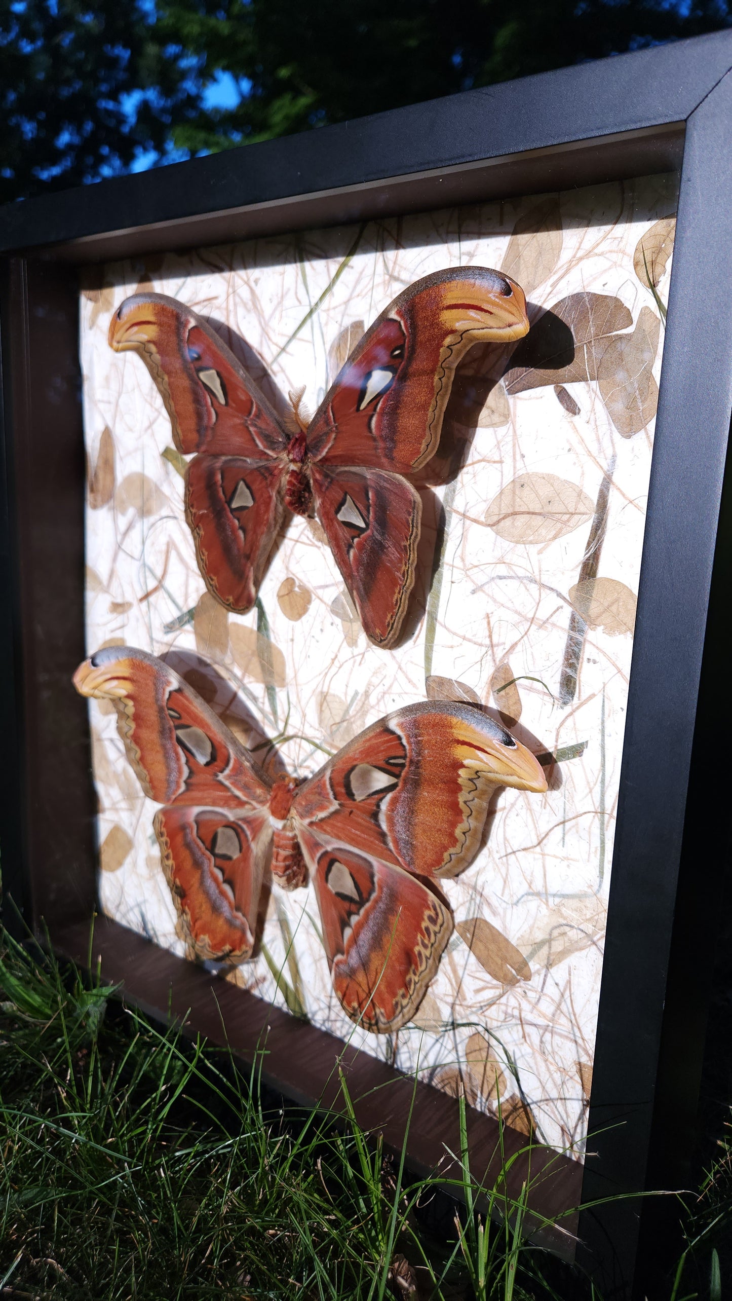 Atlas Moth Forest Background (free shipping)