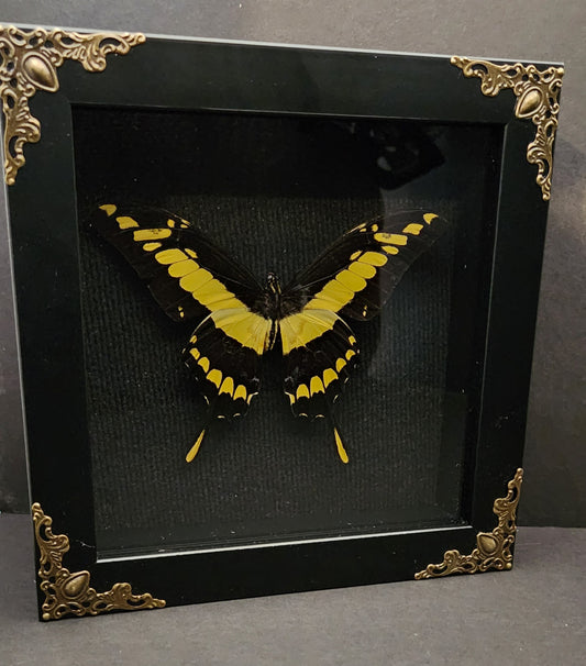 King Swallowtail