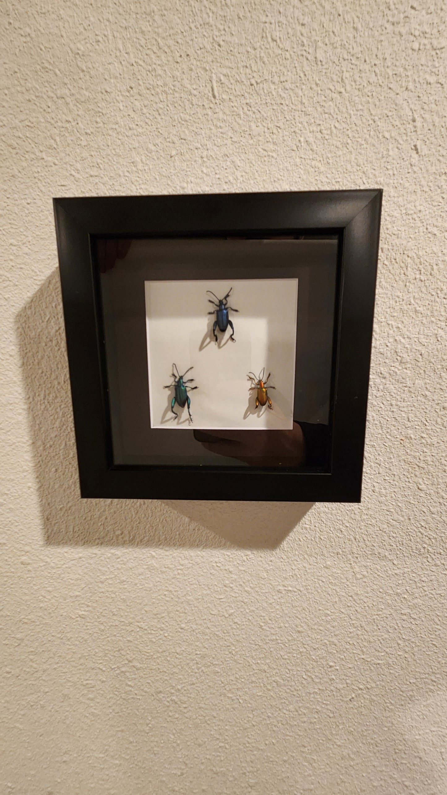 Frog-legged leaf beetle TRIO