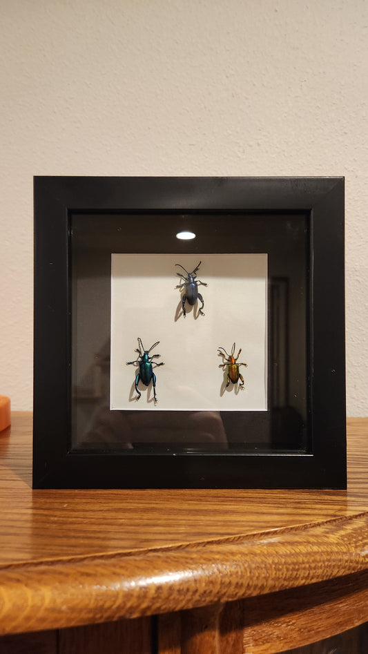 Frog-legged leaf beetle TRIO