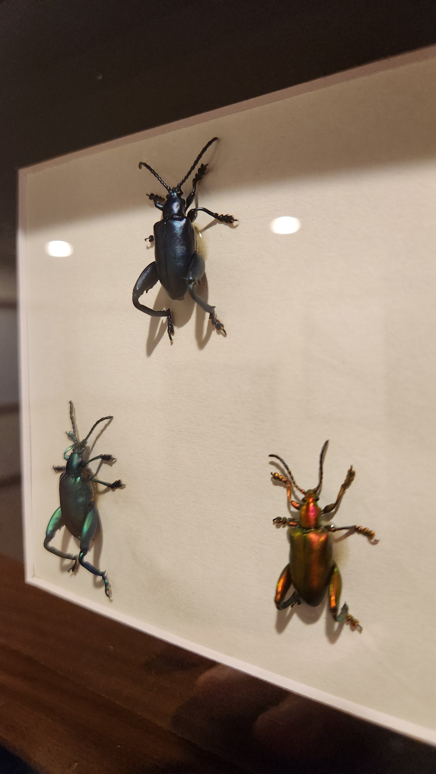 Frog-legged leaf beetle TRIO