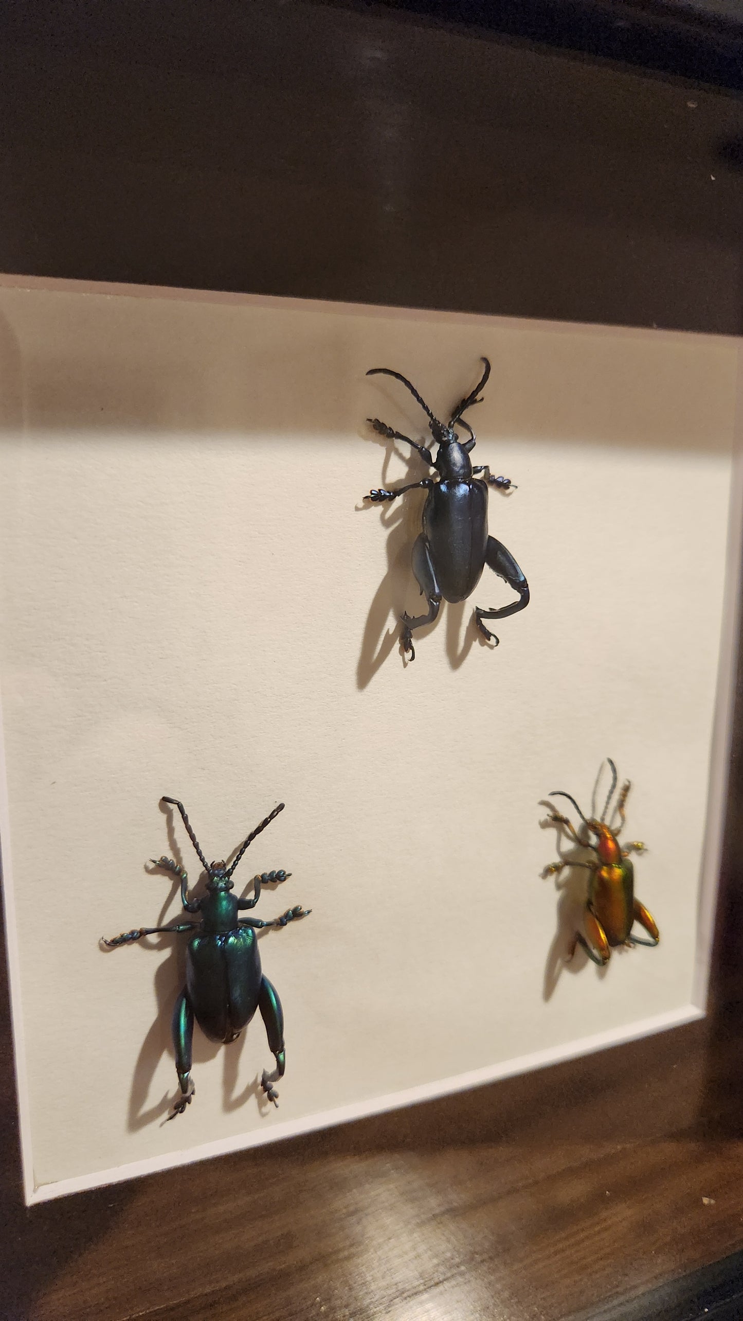 Frog-legged leaf beetle TRIO