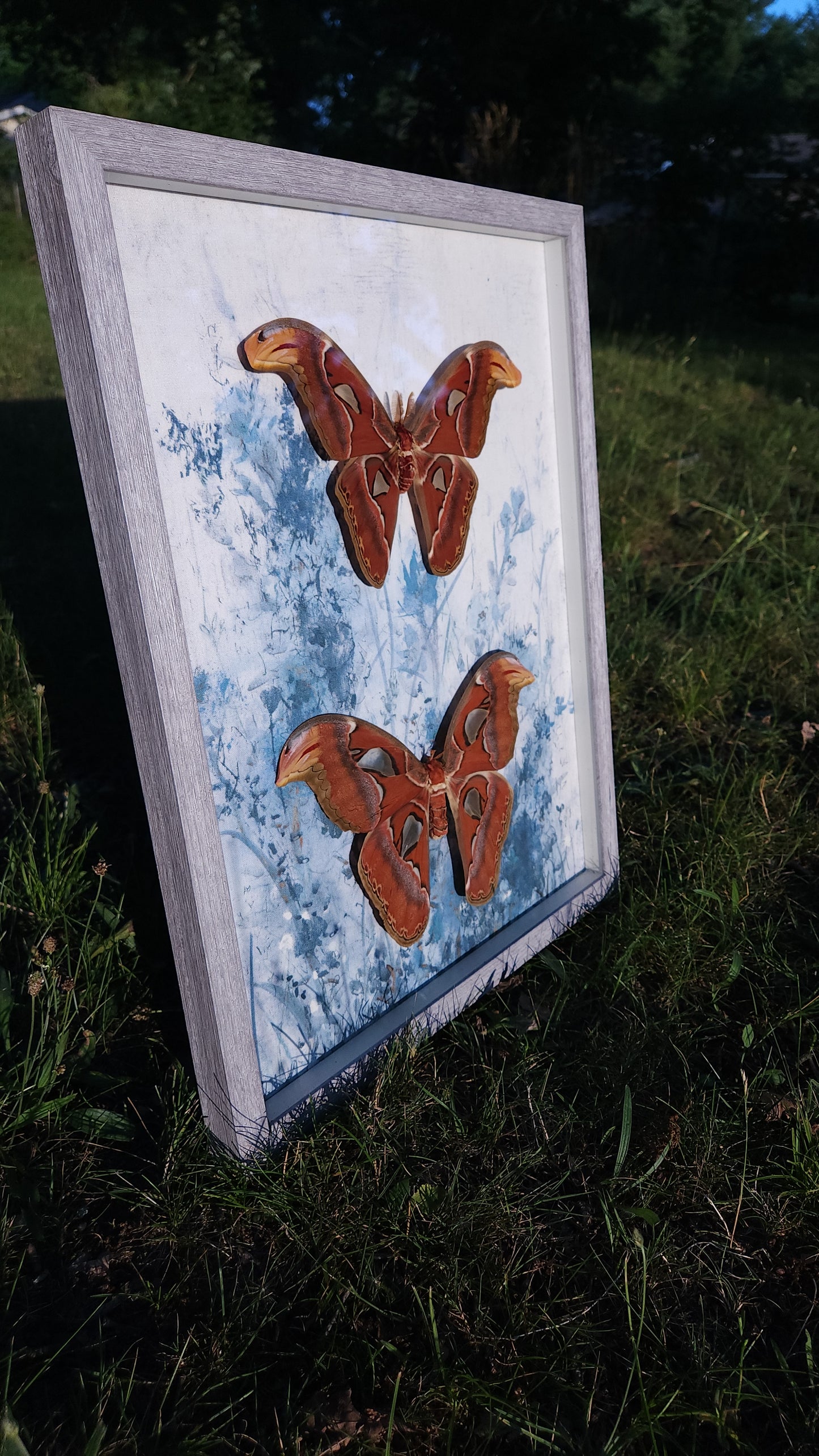 Double Atlas Moths Blue Canvas Background (free shipping)