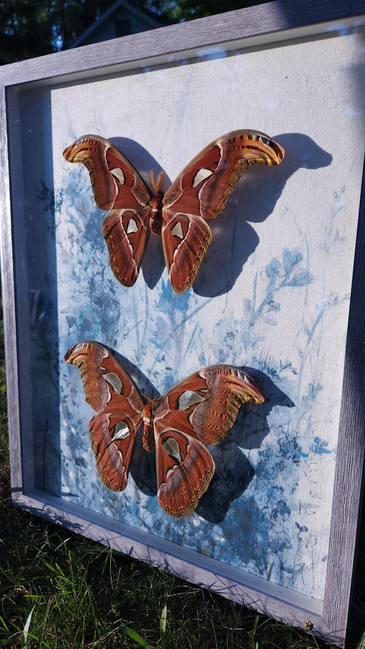 Double Atlas Moths Blue Canvas Background (free shipping)