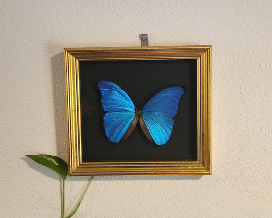 Blue Morpho Butterfly
