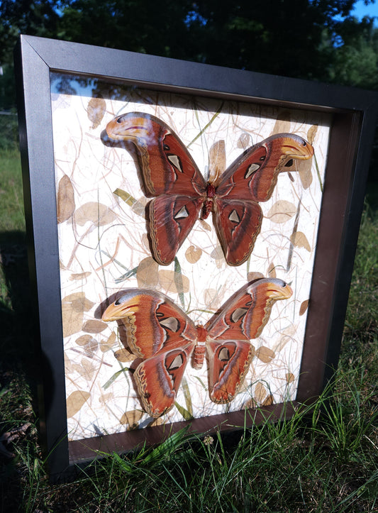 Atlas Moth Forest Background (free shipping)