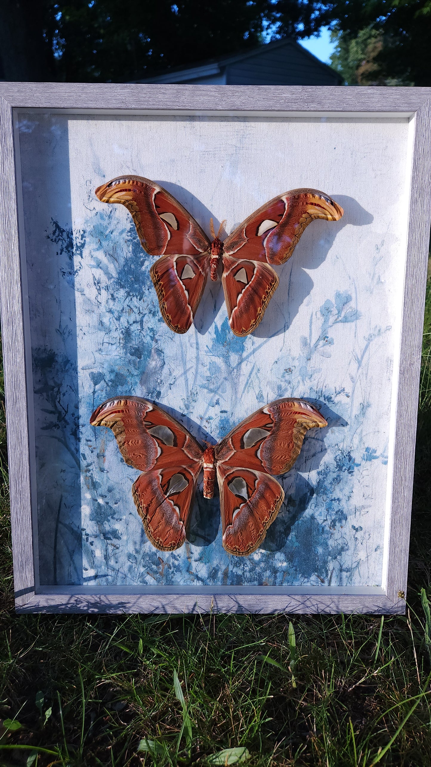 Double Atlas Moths Blue Canvas Background (free shipping)